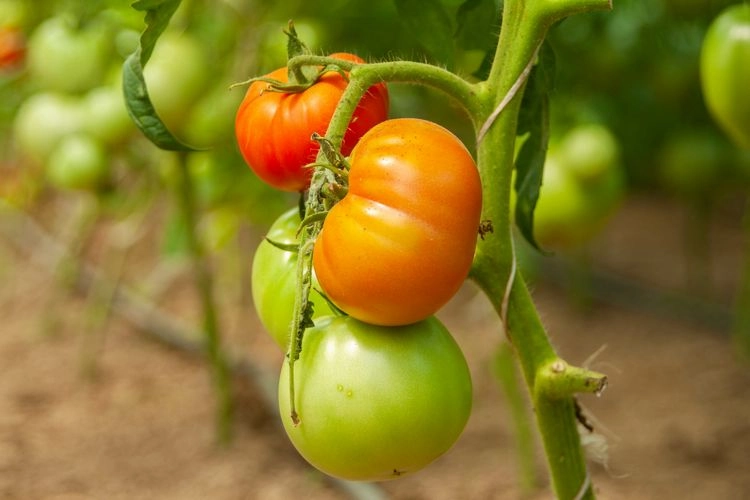 Wie-werden-Tomaten-schneller-rot-Hilfreiche-Tipps-wie-Ihre-Tomaten-am-Strauch-schneller-reifen-k-nnen-