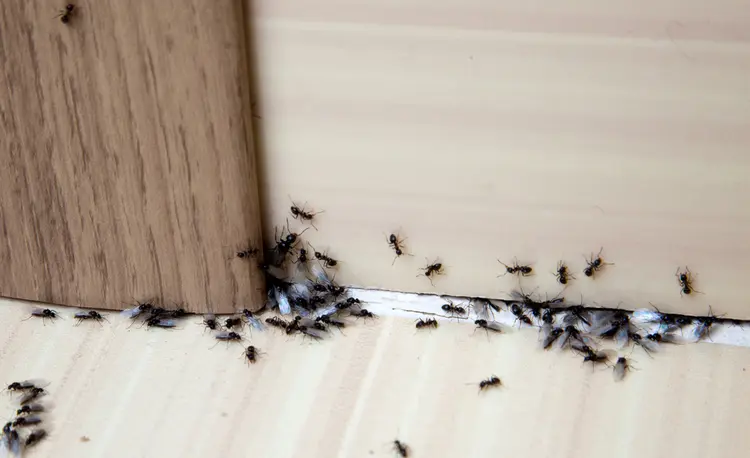 Zimt gegen Ameisen im Haus - Streuen Sie Pulver vor Eingänge und durch Ameisenstraßen