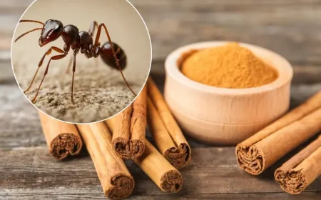 Zimt gegen Ameisen richtig anwenden - Beachten Sie diese Tipps