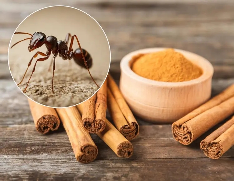 Zimt gegen Ameisen richtig anwenden - Beachten Sie diese Tipps