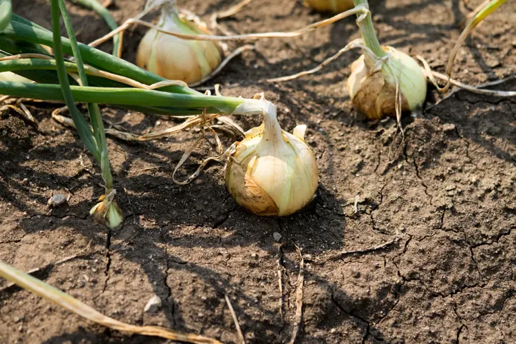 ab wann kann man zwiebeln im garten ernten