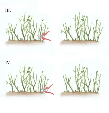 anleitung wie beerensträucher schneiden für reiche ernte