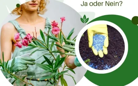 blaukorn für oleander