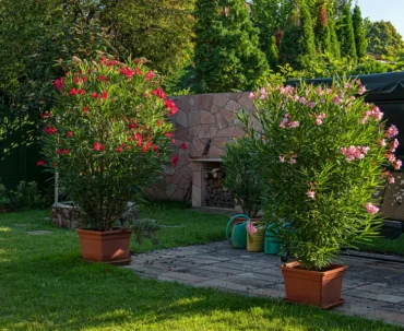 blühende oleander im hinterhof