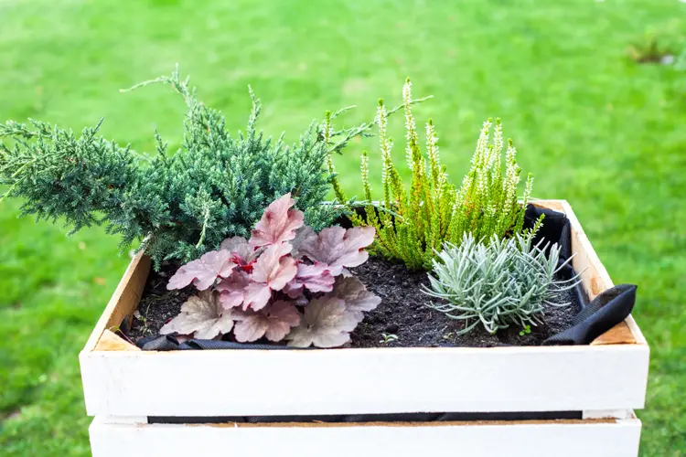 calluna vulgaris mit weißen blümchen heuchera georgia peach und kriechwacholder in einer holzkiste