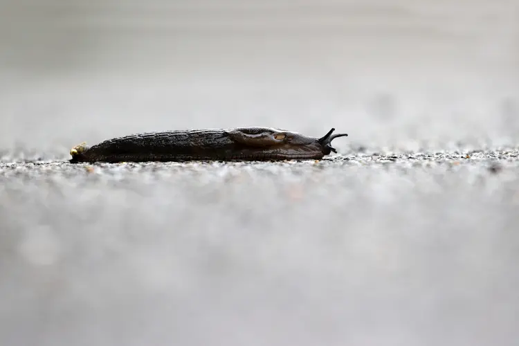 Die Gartenwegschnecke (Arion hortensis) befällt Gemüsepflanzen und Blumen