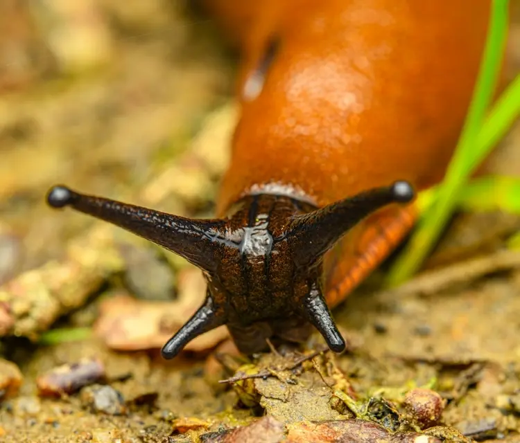 Die Kapuzinerschnecke (Arion vulgaris) gehört zu den schädlichsten Schneckenarten