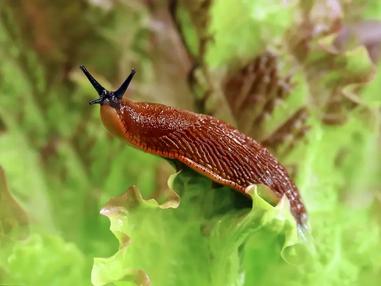 Die Rote Wegschnecke (Arion rufus) ist harmlos, wird aber mit der Kapuzinerschnecke verwechselt