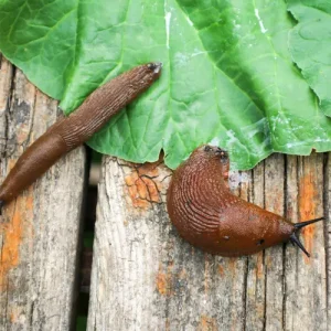 Die Spanische Wegschnecke (Arion vulgaris) frisst grüne Pflanzenteile und schadet