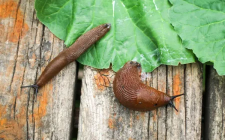 Die Spanische Wegschnecke (Arion vulgaris) frisst grüne Pflanzenteile und schadet