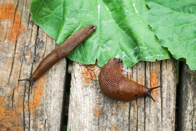 Die Spanische Wegschnecke (Arion vulgaris) frisst grüne Pflanzenteile und schadet