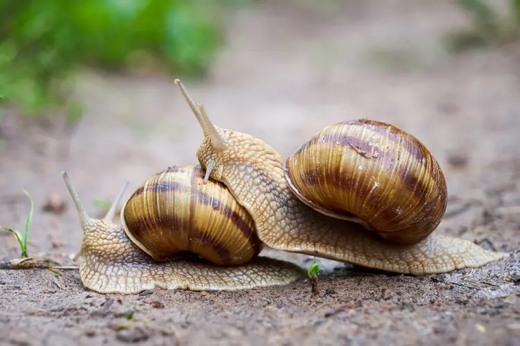 Die Weinbergschnecke (Helix pomatia) zersetzt tote Pflanzen und wertet den Boden auf