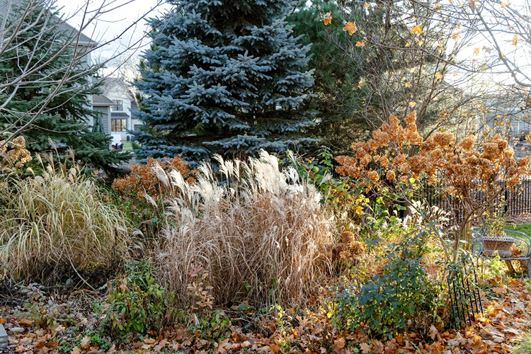 garten im herbst mit chinaschilf und verblüten rispenhortensien