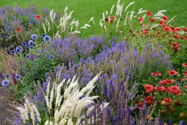 Gartenblumen in Lila, Weiß und Rot für die Beetbepflanzung