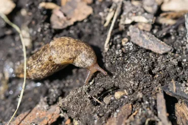 Genetzte Ackerschnecke (Deroceras reticulatum) lieber aus dem Garten vertreiben