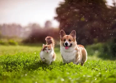 Grasmilbenlarven befallen aus Haustieren wie Hunde und Katzen