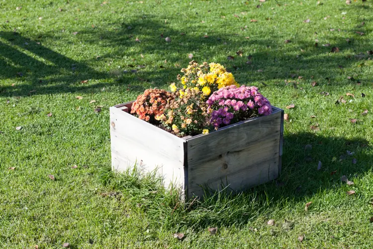 holzkiste mit blumen bepflanzen