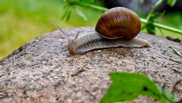 Nützliche Schnecke mit Haus - Weinbergschnecke (Helix pomatia)