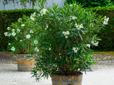 oleander pflanzen in großen kübeln