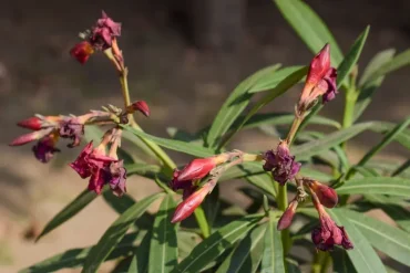 oleander verblüht