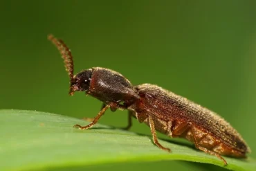 Parkettkäfer erfolgreich erkennen - Größe und Merkmale