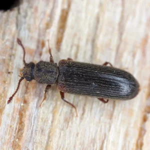 Parkettkäfer in der Wohnung beseitigen