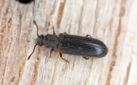 Parkettkäfer in der Wohnung beseitigen