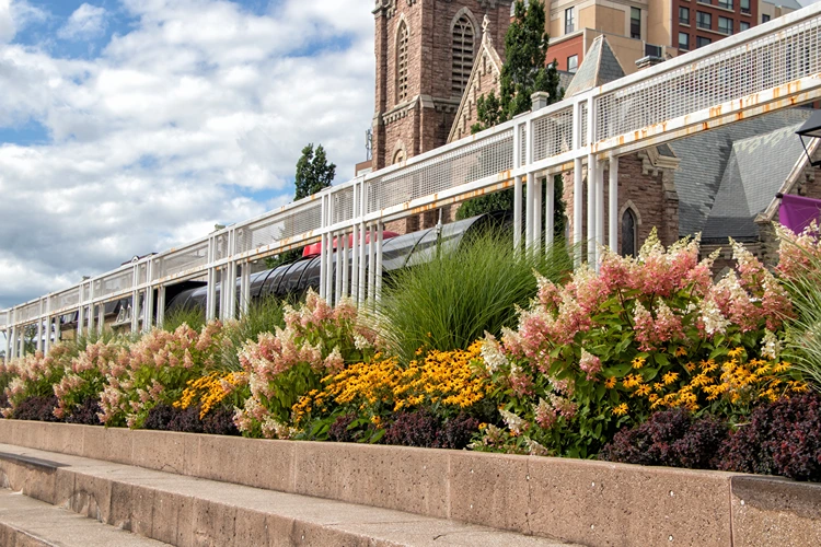 rispenhortensien sonnenhut chinaschilf und purpurglöckchen