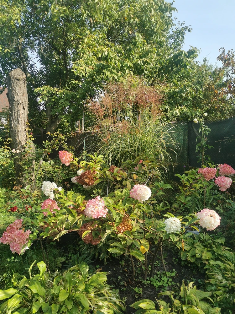 rispenhortensien und chinaschilf ferner osten