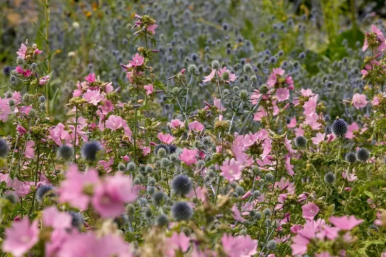 Rosen-Malve (Malva alcea) für eine Beetgestaltung in romantischen Farben