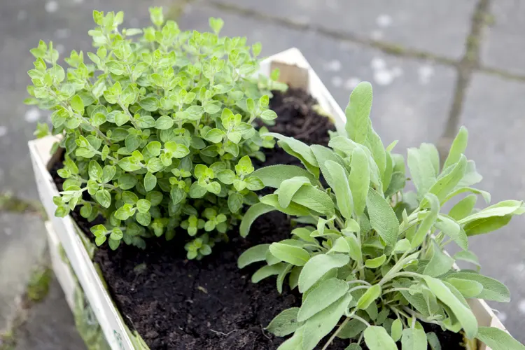 salbei und oregano kräuter in einer holzkiste