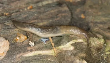 Schädliche Schnecke ohne Haus - Gewächshausschnegel (Lehmannia valentiana)