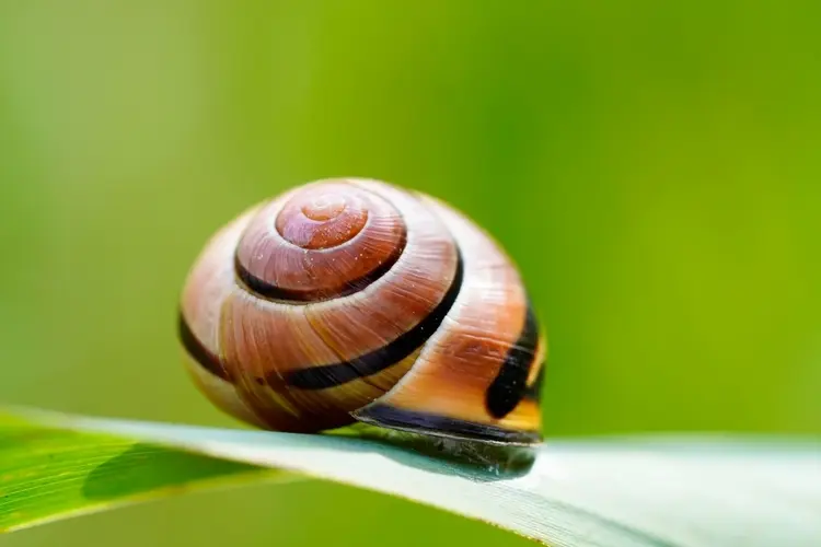 Schnecken im Garten erkennen - Die Garten-Bänderschnecke (Cepaea hortensis) ist auffällig gestreift