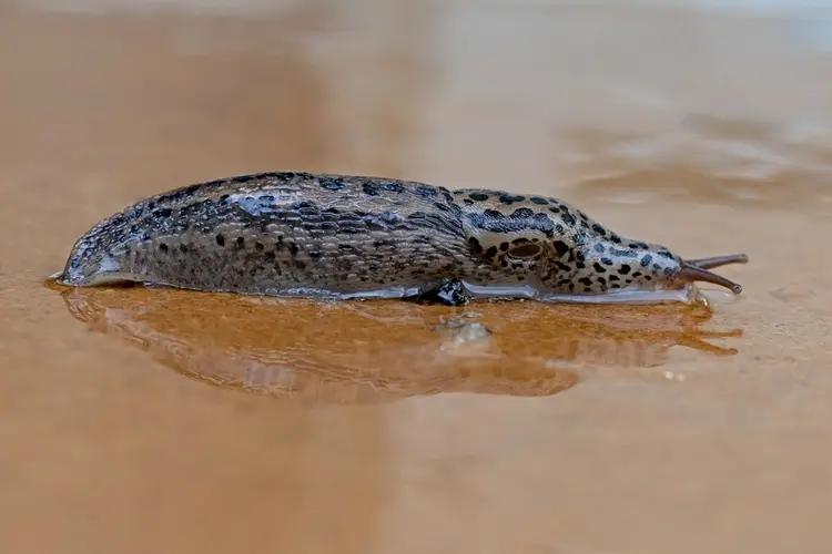 Schnecken im Garten erkennen - Tigerschnegel (Limax maximus) sind Nützlinge