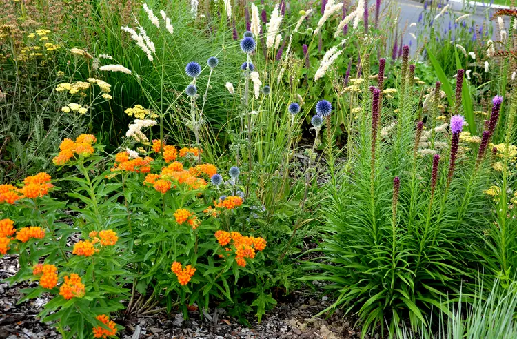 Seidenpflanze (Asclepias tuberosa) und Ziergräser mit Disteln im Beet kombinieren