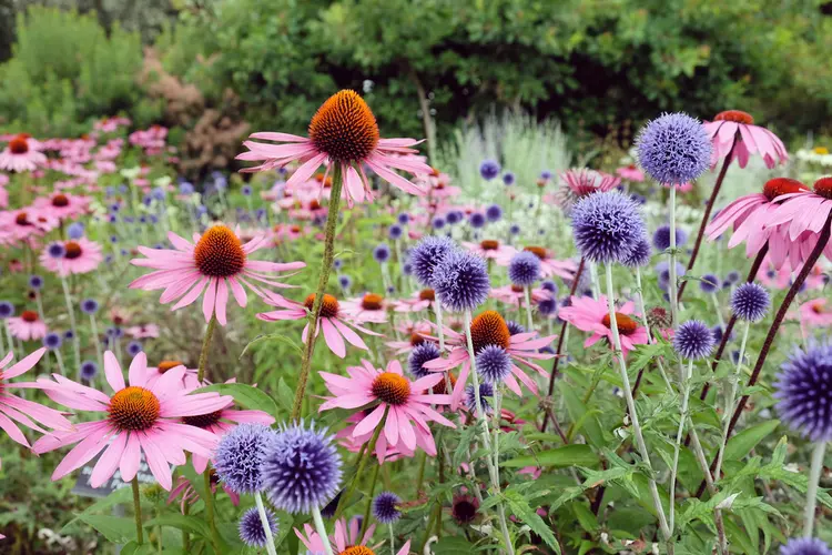 Sonnenhut (Echinacea) und Echinops ritro im Blumenbeet