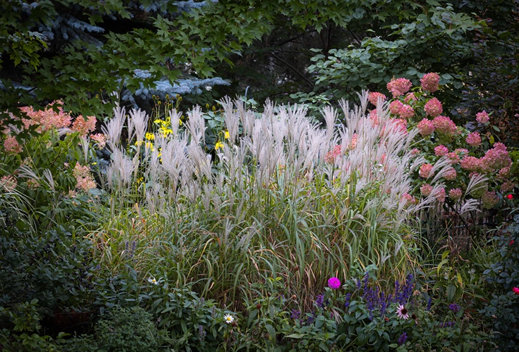 spätsommergarten mit chinaschilf und rispenhortensien