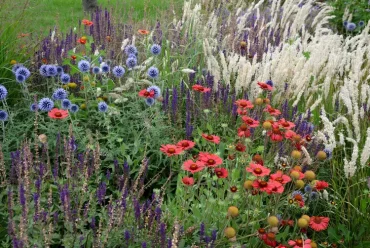 Tolle Pflanzpartner für Kugeldisteln für ein buntes Blumenbeet in Wiesen-Optik