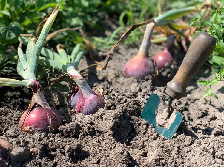 wann rote zwiebel ernten