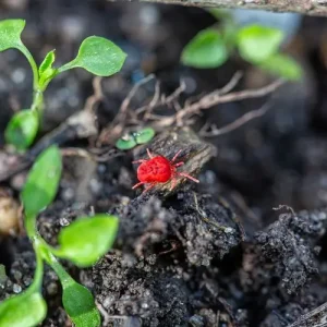 Was macht man gegen Grasmilben im Garten - Mittel und vorbeugende Maßnahmen