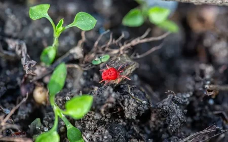 Was macht man gegen Grasmilben im Garten - Mittel und vorbeugende Maßnahmen