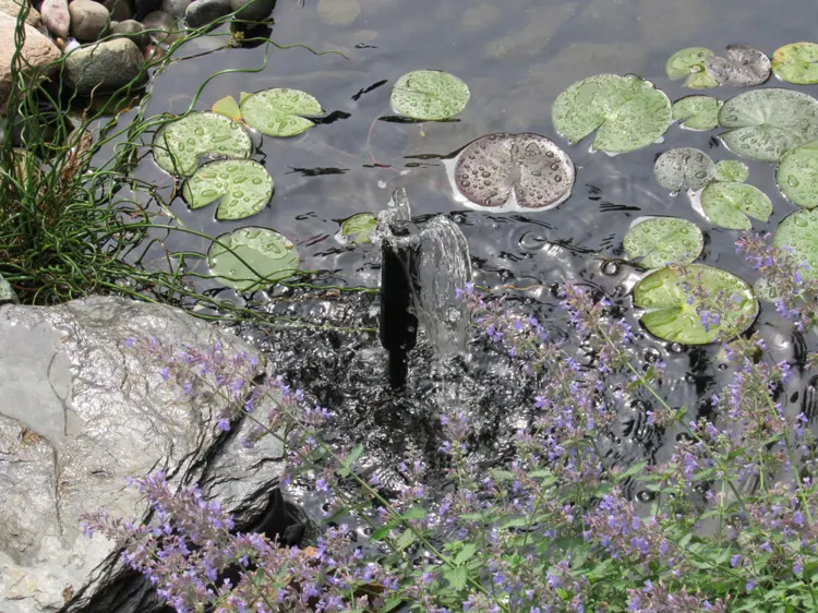 wasserspiel in einem kleinen gartenteich mit seerosen