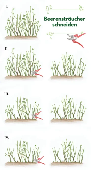 wie beerensträucher schneiden anleitung