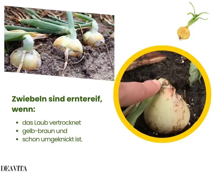 wie erkennt man, dass zwiebeln erntereif sind