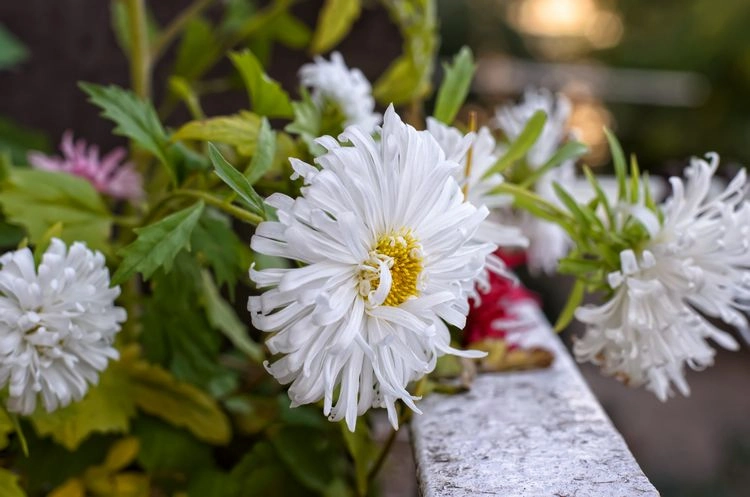 Astern auf dem Balkon überwintern