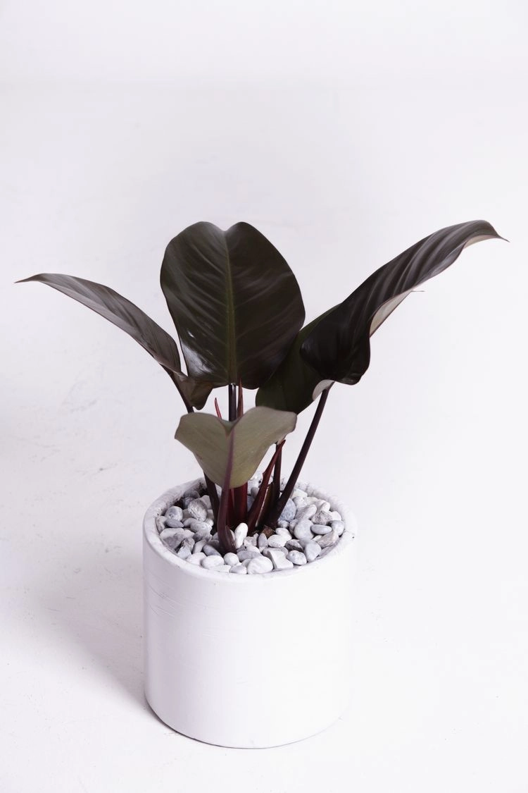 baumfreund 'black cardinal' (philodendron)