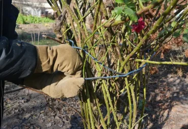 Binden Sie Rosentriebe mit Kabeln oder Kabelbindern am Bogen fest