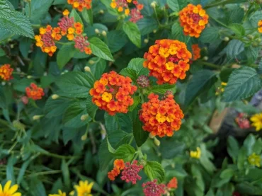 Blühende Gartenblumen im Herbst - Wandelröschen (Lantana)