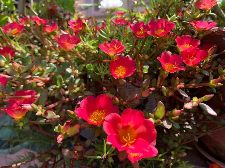 Blühende Herbstblumen in Rot - Portulakröschen (Portulaca grandiflora)