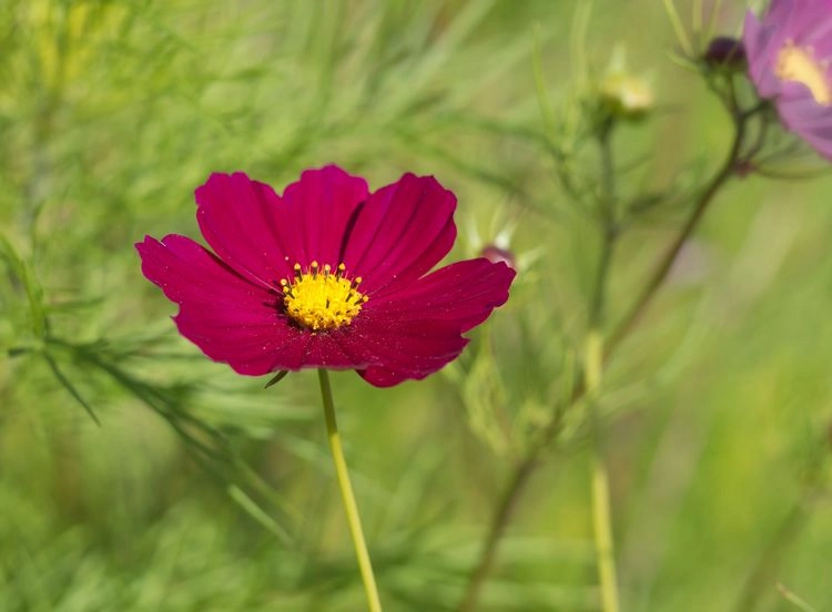 Blumen mit roten Blüten - Kosmeen (Cosmos)